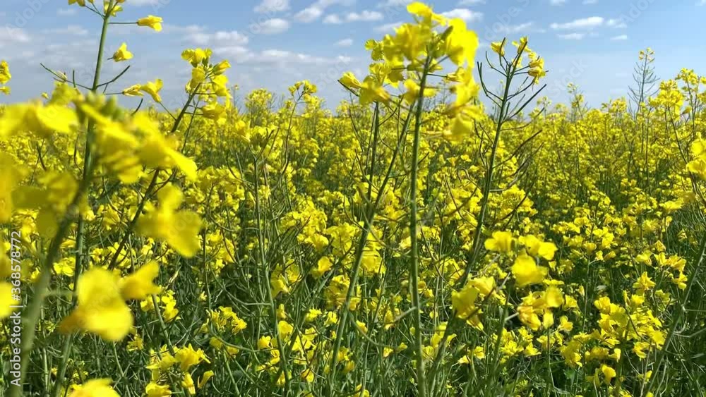 light wind sways beautiful tender bright yellow rape flowers with small petals against colza meadow extreme closeup light wind sways beautiful tender bright yellow rape flowers with small petals against colza meadow extreme closeup