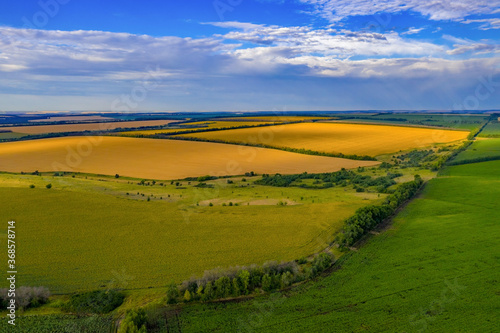 Fields with wheat, rye, and sunflower in the Rostov region - Russia. At dawn. photo