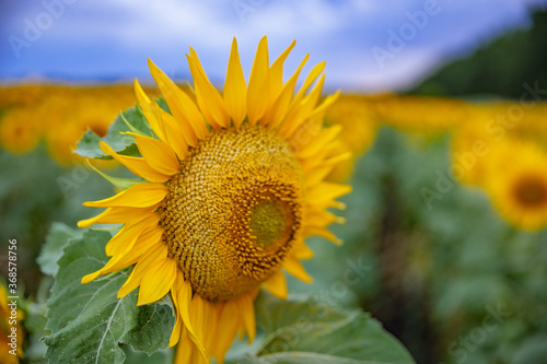 A large sunflower in a field of sunflowers in the Voronezh region. photo