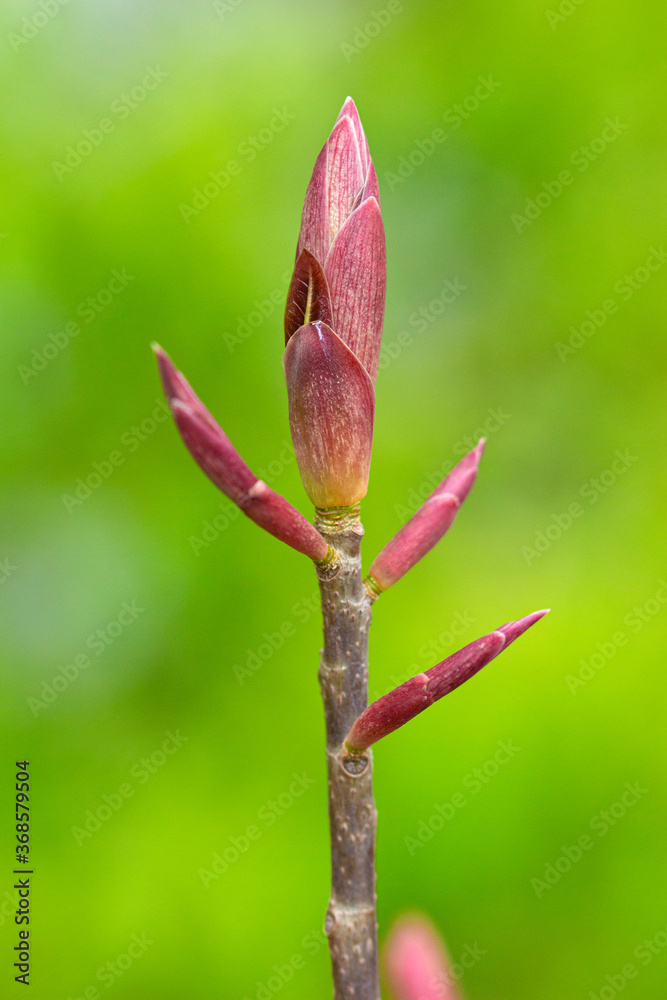 Fototapeta premium The branches are budding