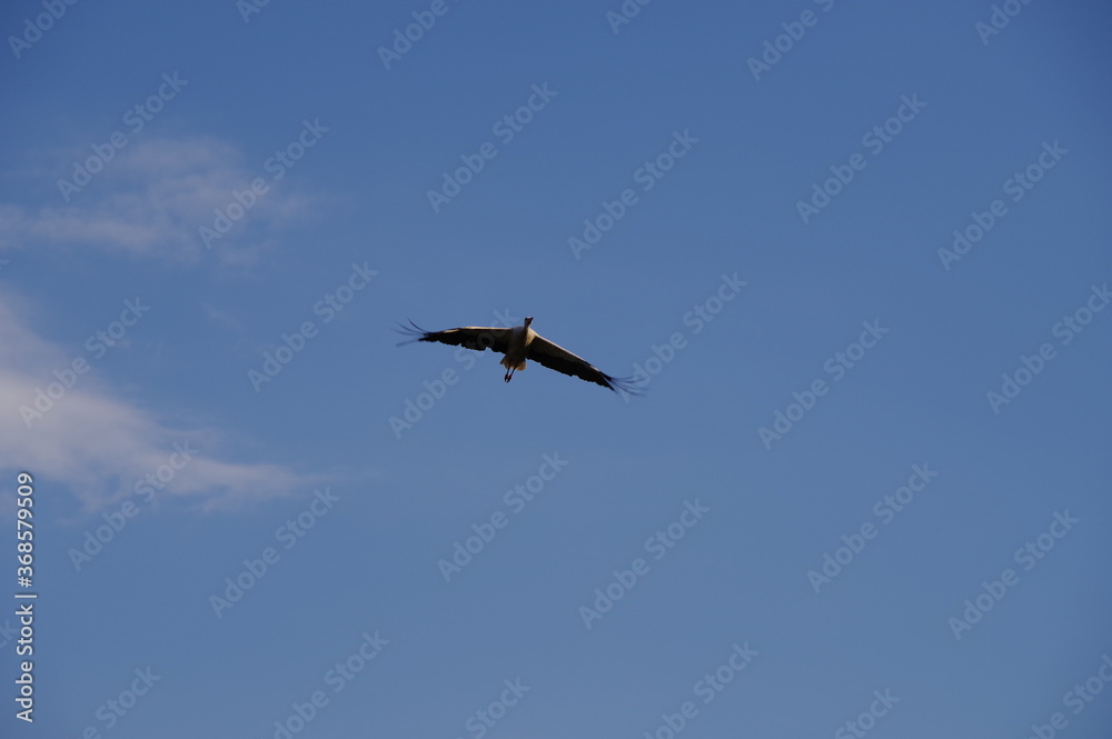 Stork bird flying high in the sky Stork bird flying high in the sky