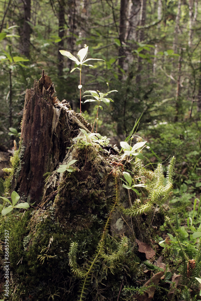 a rotten stump covered with moss a rotten stump covered with moss