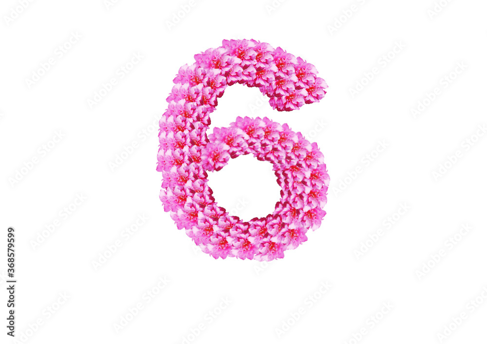 The number six is made of pink flowers on a white background. Spring concept Floral letters of the alphabet for wedding design or flower festival