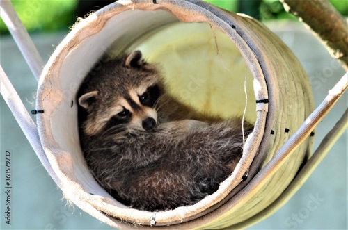 Photography Racoon