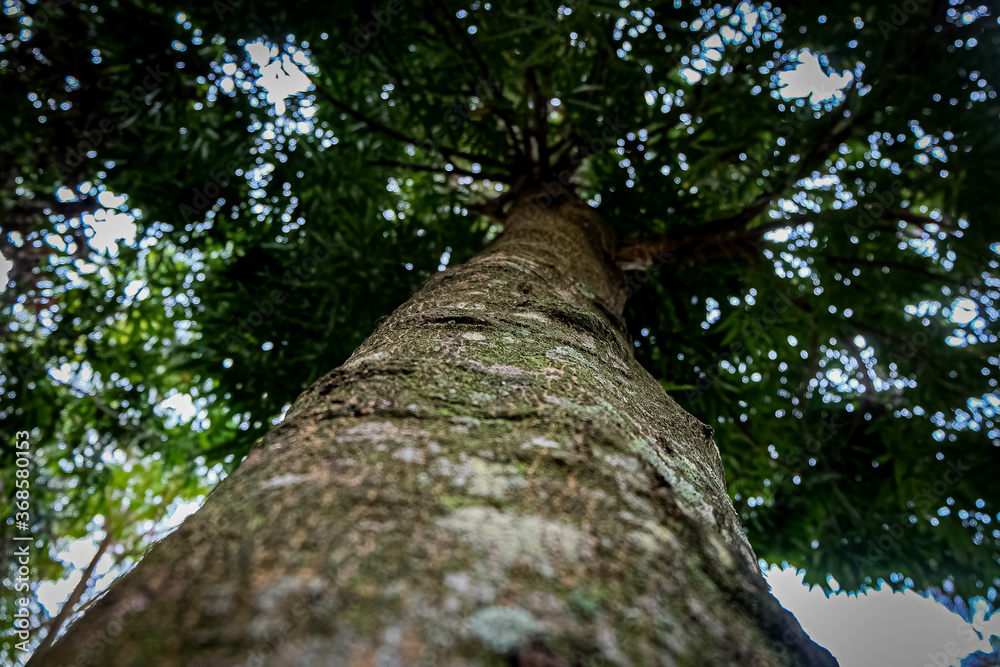 Fototapeta premium Trunk of a tree