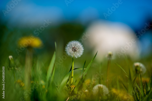 Dandelion field on a sunny day. Close-up photographed.