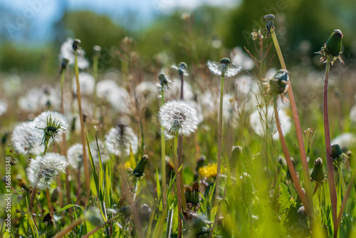 Dandelion field on a sunny day. Close-up photographed.