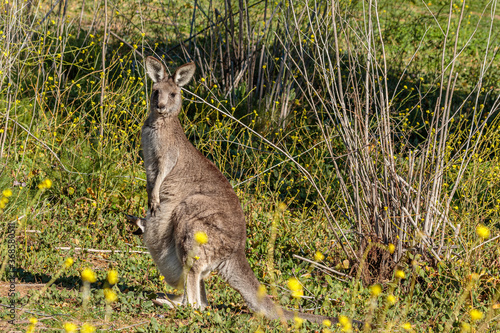 Eastern Grey Kangaroo