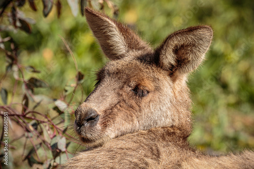 Head study of Eastern Grey Kangaroo resting