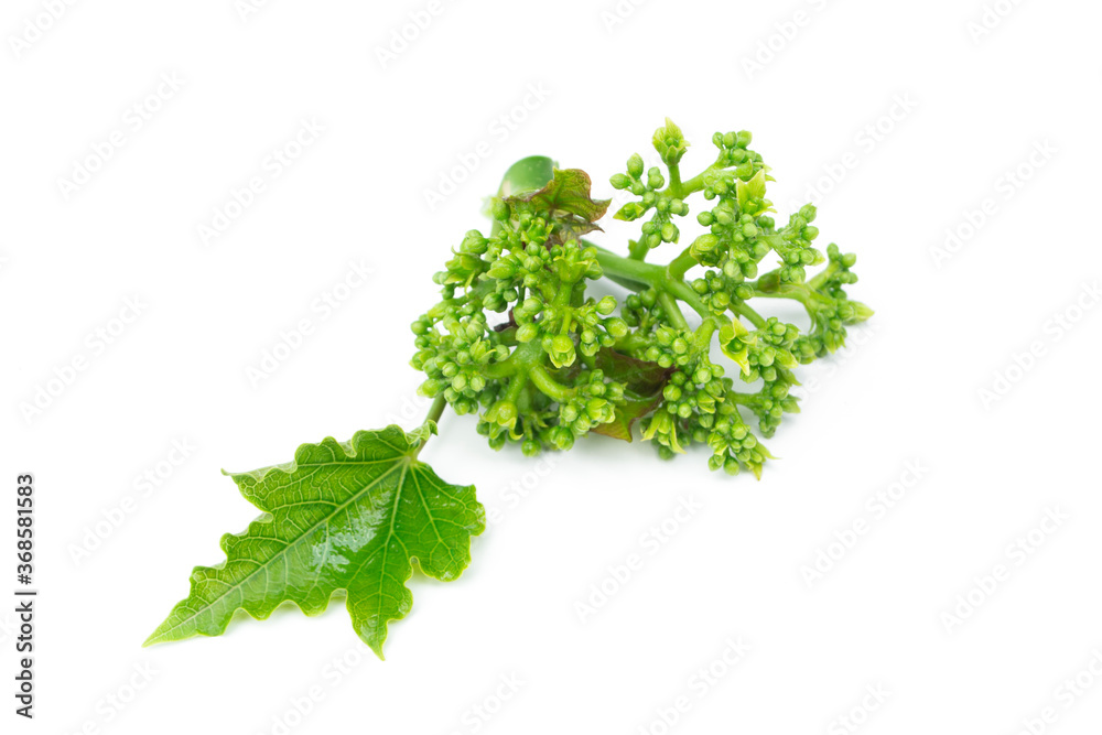 Fototapeta premium Physic Nut (Jatropha curcas) flower isolated on white background.