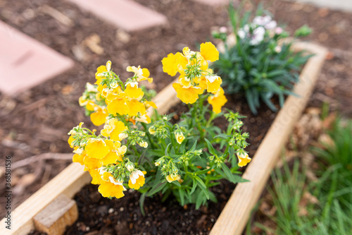 Flowers in raised wooden bed
