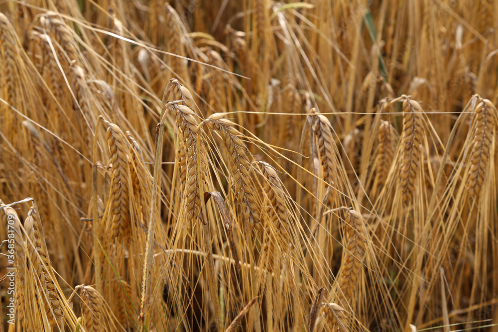 Golden ears of rye growing in the field Golden ears of rye growing in the field