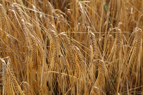 Golden ears of rye growing in the field