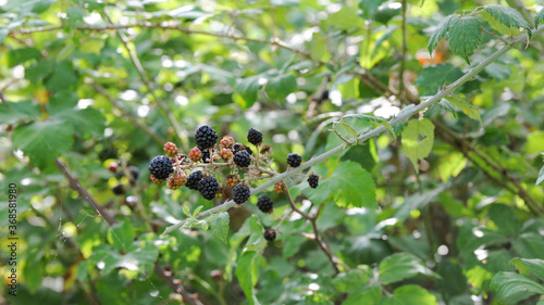 Des fruits sauvage au format panoramique couleurs noir rouge et vert © Obatala-photography