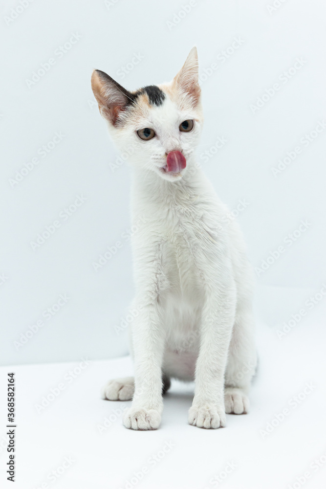 White cat puppy with black and yellow spots licking his nose sitting looking to the front on a white background White cat puppy with black and yellow spots licking his nose sitting looking to the front on a white background