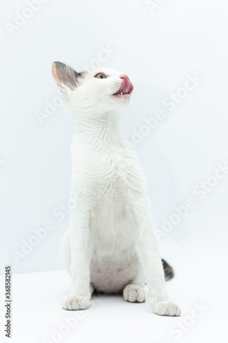 White cat puppy with black and yellow spots licking his nose sitting looking up on a white background