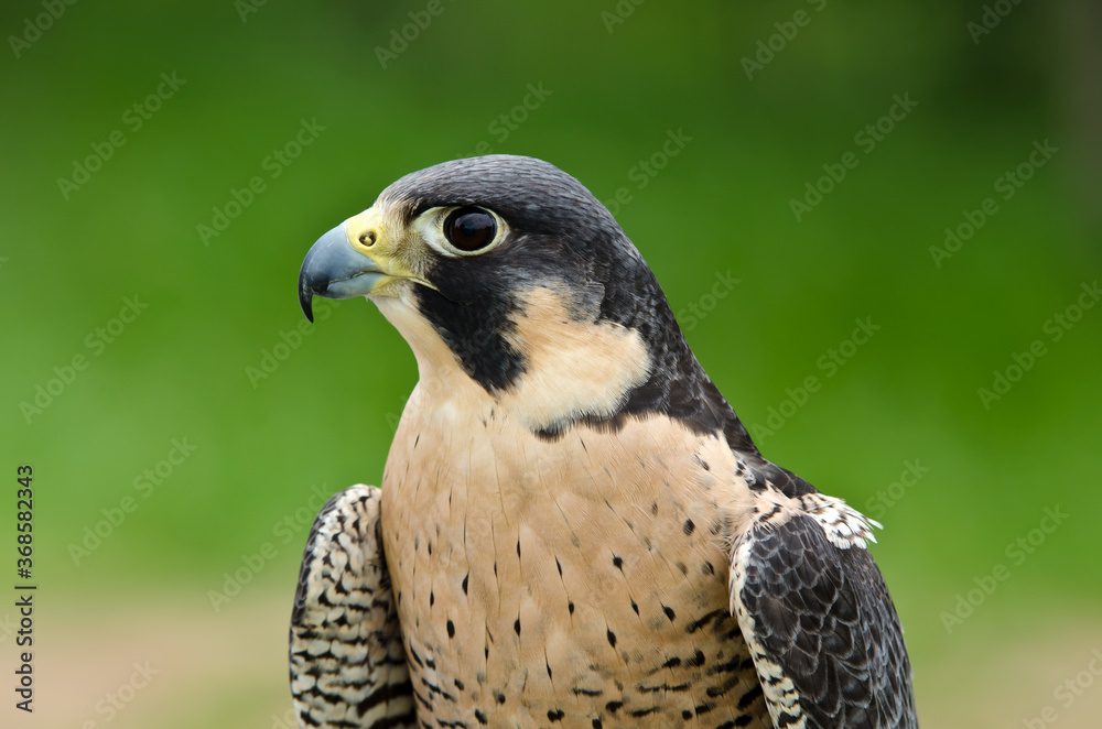 Portrait of Peregrine Falcon (Falco peregrinus), aka Duck Hawk, the fastest animal on earth Portrait of Peregrine Falcon (Falco peregrinus), aka Duck Hawk, the fastest animal on earth