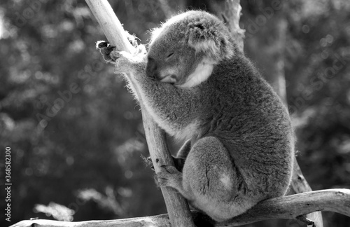 Photography Black and White Australian Koala in a wildlife sanctuary.