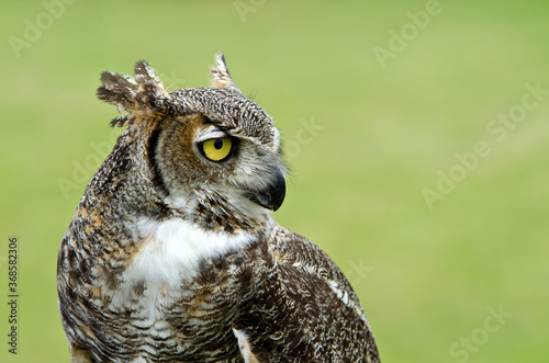 Portrait of Great Horned Owl (Bubo virginianus), aka Tiger Owl, against natural green background. Copy space. photo