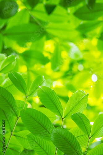 The sun shone on the green leaves