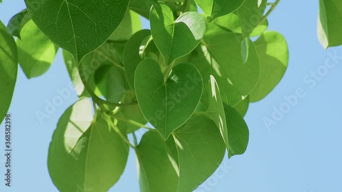 Giloy Amrita Gudbell Tinospora cordifolia Herbal Medicine  heart-leaved moonseed, guduchi photo