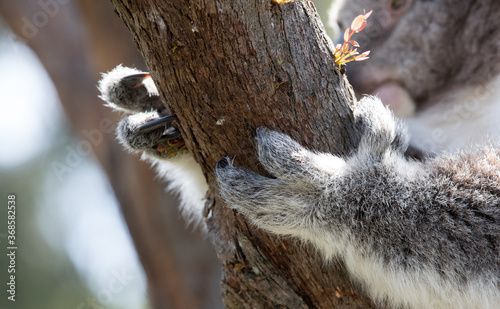 Photography Koala's sharp claws clinging to a tree. Australia.