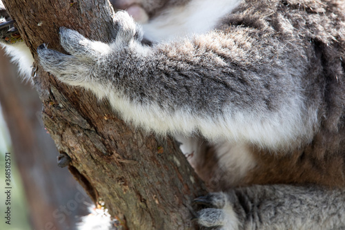 Photography Koala's sharp claws clinging to a tree. Australia.