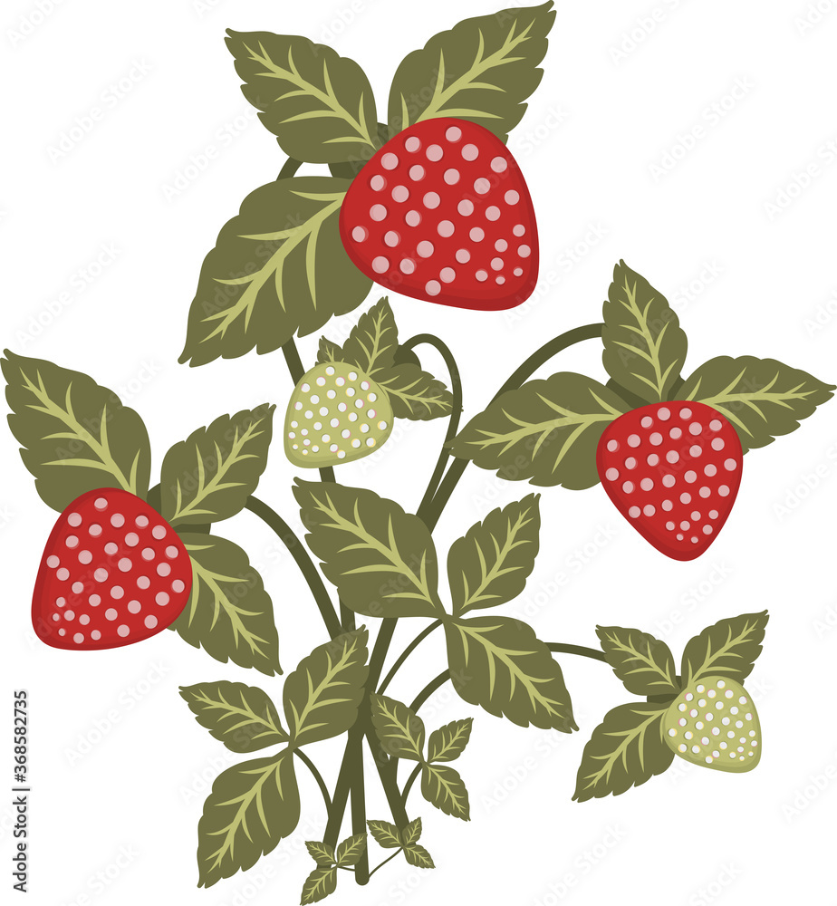 Graphic drawing of a berry. Bush of red strawberries, wild strawberries. White background. A summer plant that can be used on a web resource. Graphic drawing of a berry. Bush of red strawberries, wild strawberries. White background. A summer plant that can be used on a web resource.