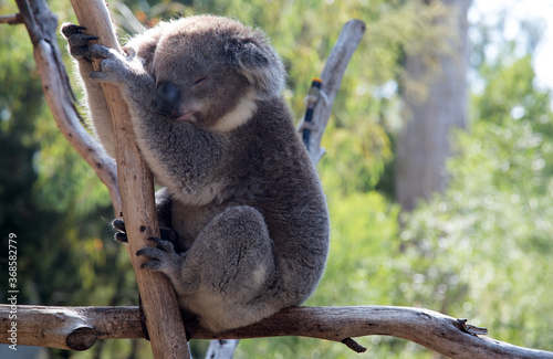 Australian Koala in a wildlife sanctuary. 