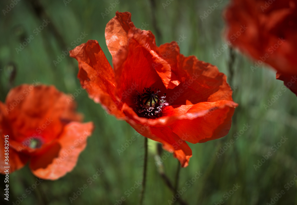 Fototapeta premium Red poppies in wheat field