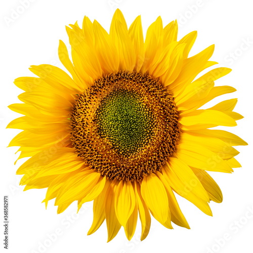 Sunflower (Helianthus annuus inflorescence) isolated