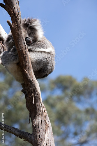 Photography Australian Koala in a wildlife sanctuary.