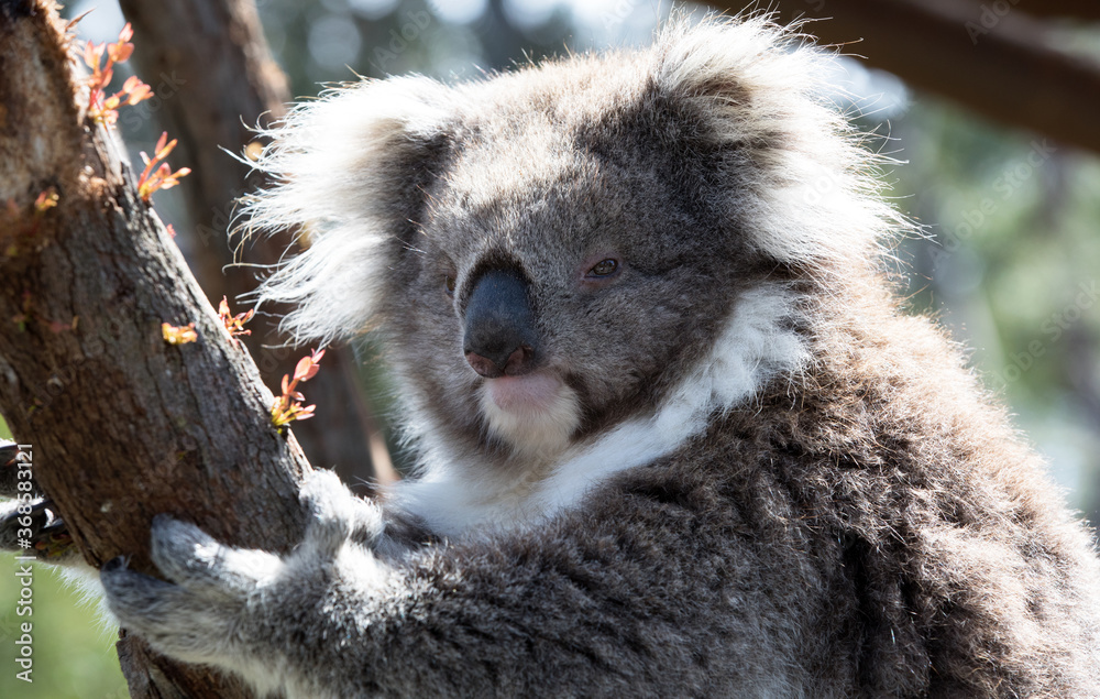 Obraz premium Australian Koala in a wildlife sanctuary. 