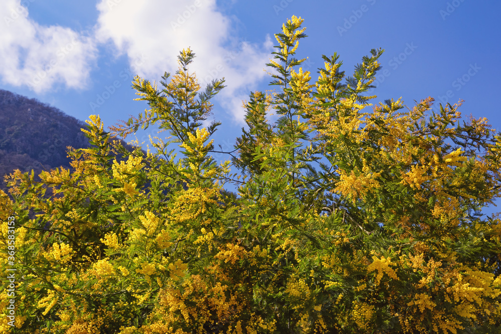 Fototapeta premium Bright yellow flowers of Acacia dealbata ( mimosa ) tree against blue sky on sunny spring day