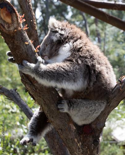 Photography Australian Koala in a wildlife sanctuary.
