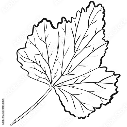 Coloring book for children and adults. Maple Leaf. White background. Suitable for packaging, fabrics, wallpapers and simple colors.