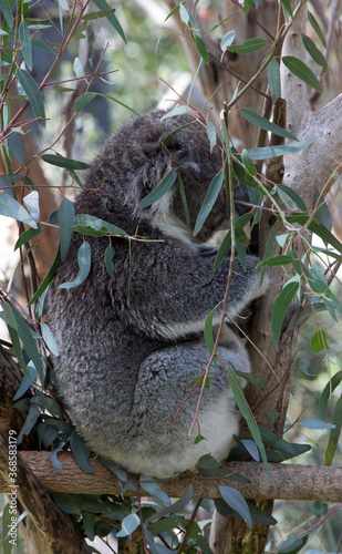 Canvas Print Australian Koala in a wildlife sanctuary.