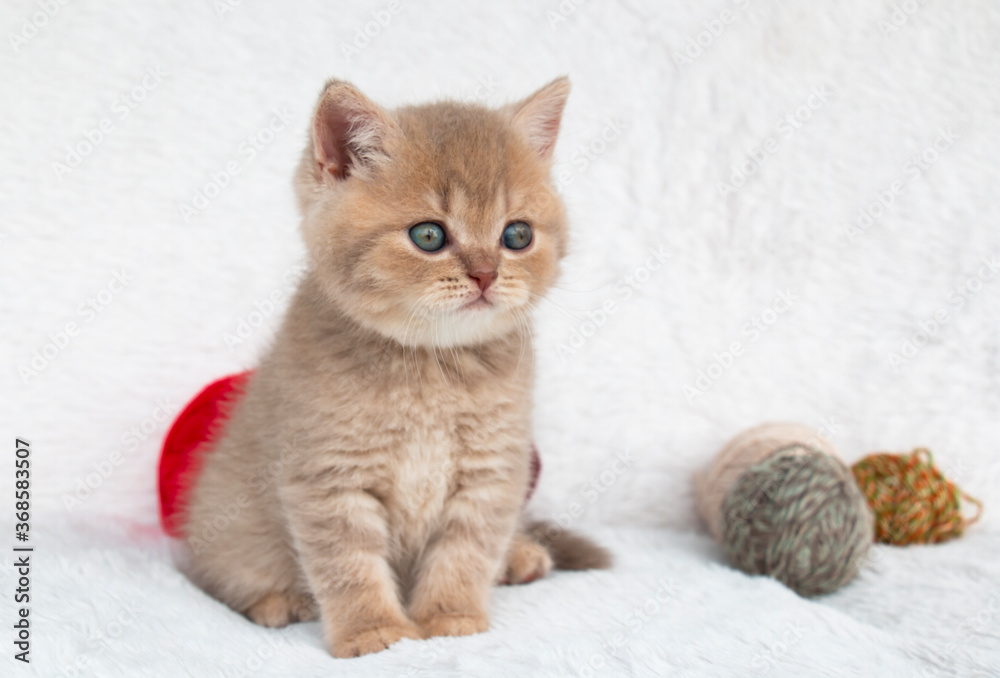 British Shorthair kitten purple with a ball of wool