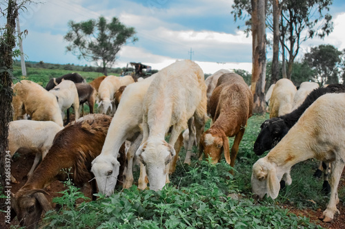 Group of sheep and goats eating grass in a cloudy sunset. photo