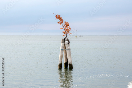 Wooden bricole in the sea on the way from Chioggia to Venice, Italy photo
