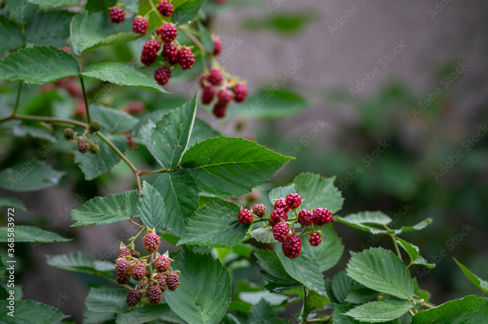 Rubus fruticosus big and tasty garden blackberries, red ripening fruits berries on branches wiht green leaves Rubus fruticosus big and tasty garden blackberries, red ripening fruits berries on branches wiht green leaves