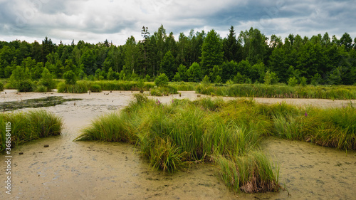 Fotografia Swamp landscape, bushes, plants. Sianorządka swamps, Poland.