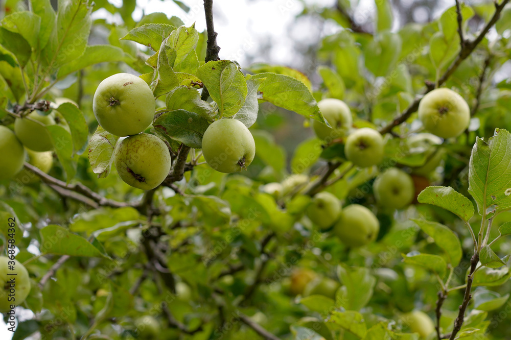 green, wild apples on the tree