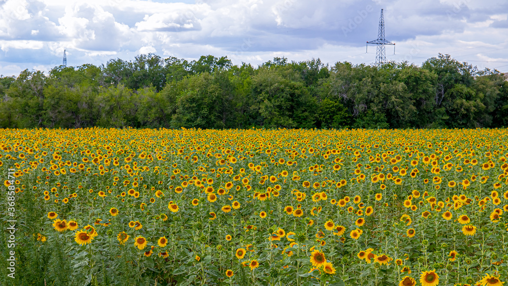 Obraz premium bright yellow sunflowers in the fields against the blue sky