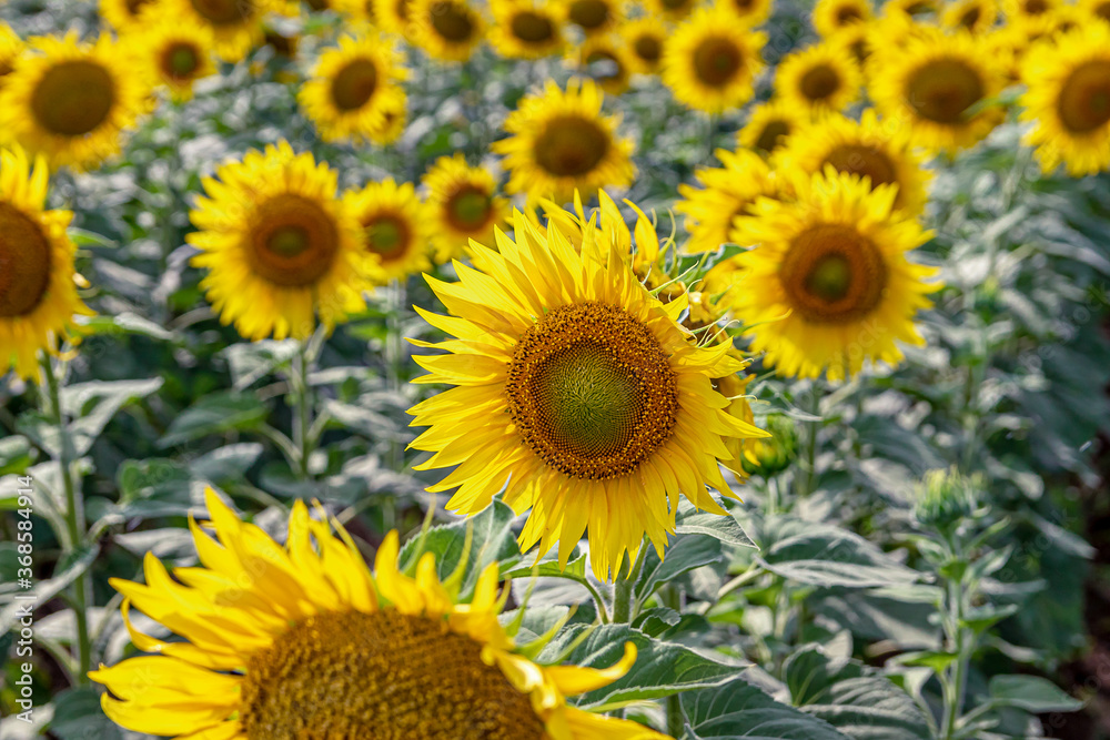 bright yellow sunflowers in the fields against the blue sky