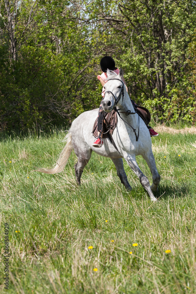 Little girl rides a white horse, vertical photo