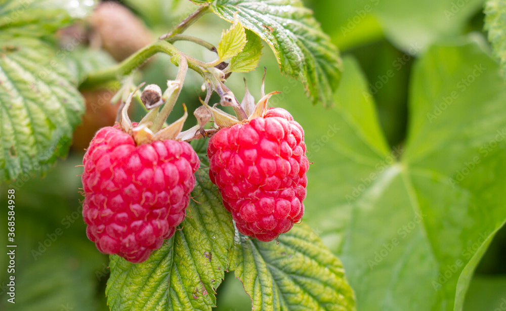 two red ripe raspberry berry, delicious sweet dessert for breakfast two red ripe raspberry berry, delicious sweet dessert for breakfast