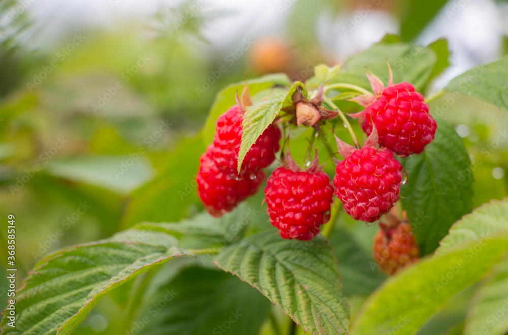 red ripe raspberry berry, delicious sweet dessert for breakfast red ripe raspberry berry, delicious sweet dessert for breakfast