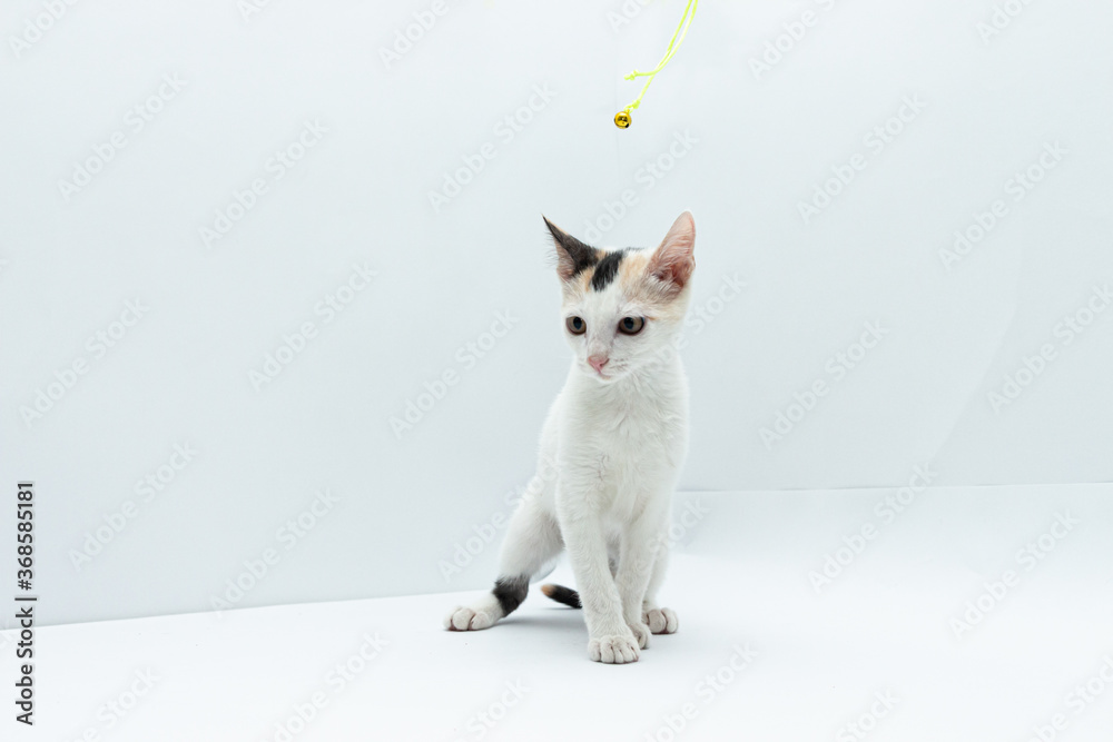 gato blanco cachorro con manchas negras y amarillas sentado viento a la  izquierda en un fondo blanco foto de Stock | Adobe Stock