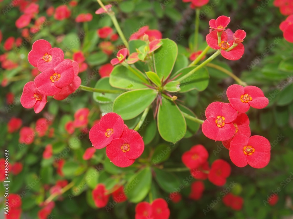 Plant with red flowers cheap and green leaves